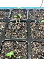 Seeds 1.JPG