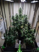 IMG_20220416_160824821.jpg