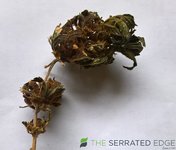 WP_20220427_12_59_53_Pro.jpg