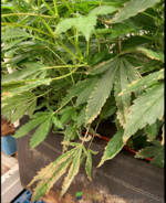 evapotranspiration 3.PNG