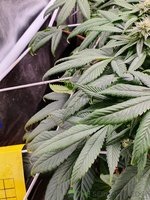 20220705_184947.jpg 20220705_184947.jpg