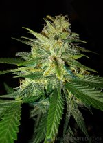 CheezyPoof 220705.jpg