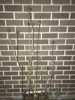 1F58389D-AB21-42A2-BAA8-09D5833E961F.jpeg
