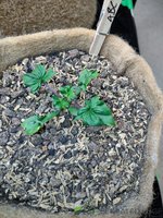 IMG_20220917_185206873.jpg