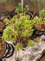 4uk6xabq5h581.jpg
