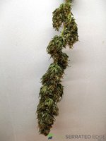 IMG_2022BUDS_121508_2.jpg