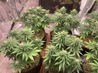 IMG_1098.jpeg