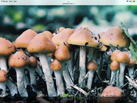 357B0935-E707-4476-9D01-9F0C48101DFA.png