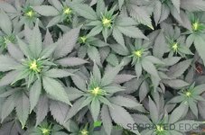 Start of Flower.jpg