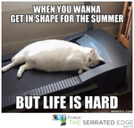 get-in-shape-for-the-summer-life-meme.png