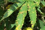 septoria-leaf-spot-of-hemp_figure-11-e1565180439662.jpg