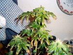plant-that-got-sick-at-beginning-of-flowering-stage.jpg