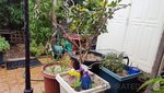 copper spray peach tree.jpg