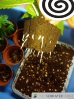Grape Pupil V2 Rooted Clones [D].png