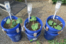 5-Gallon-SIP-Self-Watering-Garden-Buckets.jpg