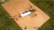 rat-flying.gif