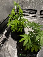 IMG_3536.jpeg