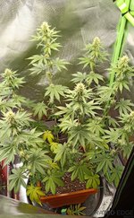 IMG_20230417_104931.jpg