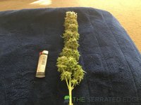 IMG_0415.jpeg