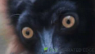 aturd1.png