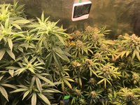 IMG_0442.jpeg
