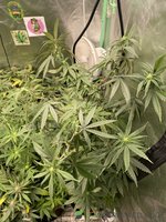 IMG_7393.jpeg