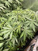 IMG_7382.jpeg