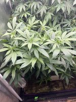 IMG_7383.jpeg