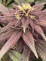 IMG_7491.jpeg