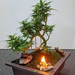 bonsai porks.jpg