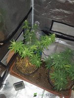 IMG_20230724_180600.jpg