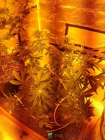 IMG_20230729_075254.jpg