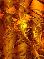 IMG_20230729_075303.jpg