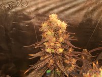 IMG_0542.jpeg