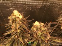 IMG_0505.jpeg