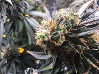 IMG_0526.jpeg