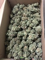 IMG_4239.jpeg