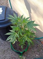 IMG_20231006_081744.jpg