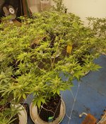 gg4 x critical kush.jpg