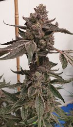 GASANOVA PHENO 2....jpg