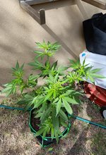 IMG_20231012_085334.jpg