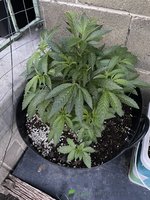 IMG_8083.jpeg