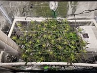 3 early flower.jpg