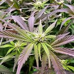4 mid flower.jpg