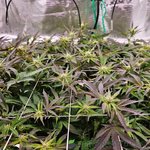 5 mid flower.jpg