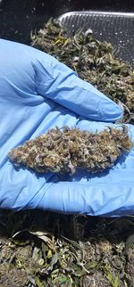 nug.jpg