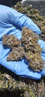 nugs.jpg
