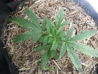 Plant.jpg