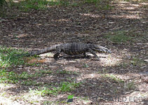 DSCN0747_C1200px.jpg