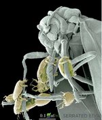 borad mite riding white fly.JPG